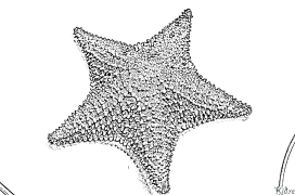 starfish פּרינטאַבאַל קאַלערינג בלעטער